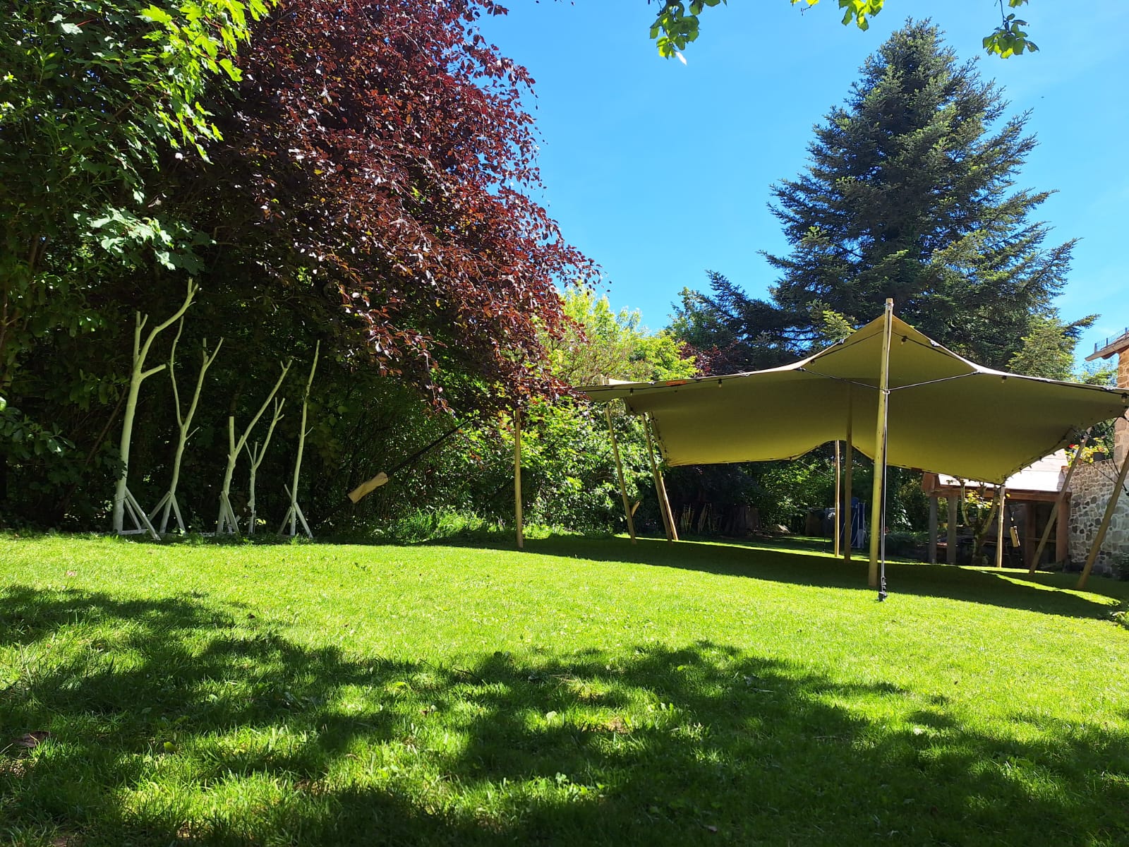 Tente nomade beige sur une pelouse ensoleillée près d'un grand hêtre pourpre dans un jardin calme et ombragé.
